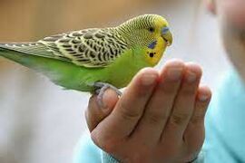Тест: интересные факты о волнистых попугаях