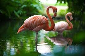  Розовым фламинго мало кого удивишь, а кто ещё из животных бывает розовым?