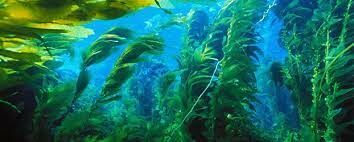 Как называется раздел ботаники, который изучает водоросли?