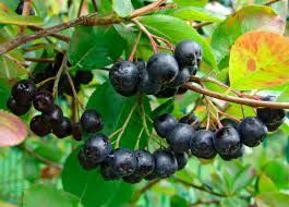 Арония черноплодная — плодовый кустарник, относится к лекарственной культуре. Как ещё называют это растение?