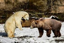 Кто быстрее: белый медведь или гризли?