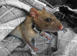 Сколько крысят может быть в приплоде серой крысы?