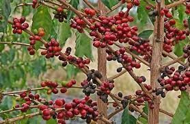 В какой стране были впервые обнаружены плоды кофейного дерева, которые стали использовать для приготовления крепкого напитка?