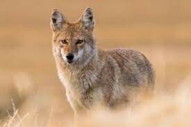  Название вида хищных млекопитающих «койот» с латинского переводится как...