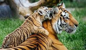 Тигр является самой крупной и тяжёлой дикой кошкой. Представители какого подвида имеют наибольшие размеры?