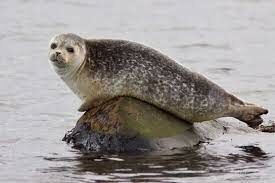 Самыми крупными представителями тюленей являются...