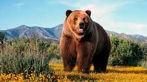   На территории какой страны можно встретить бурых медведей гризли?