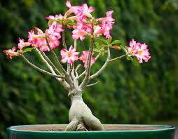 «Роза пустыни» — дословный перевод названия этого растения во многих языках. 