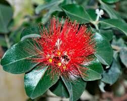 В дикой природе это красивое растение можно встретить в Новой Каледонии, Новой Зеландии, на Гавайях и в др. местах планеты