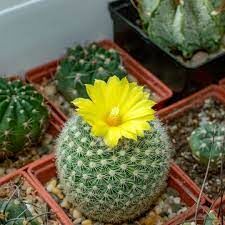   Этот кактус является эндемиком Боливии.  На третий год жизни он становится значительно более жизнеспособным...