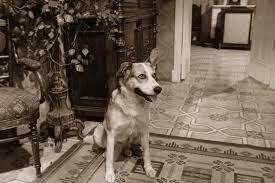   Как звали пса, которого прооперировал профессор Преображенский, в повести Булгакова «Собачье сердце»?