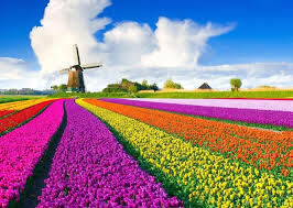 Какой цвет является национальным в Нидерландах?