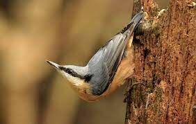 Эта птица отличается интересной особенностью: в поисках еды, перемещаясь по коре деревьев, они могут это делать даже вниз головой.
