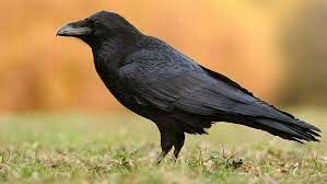   Эта крупная птица мрачного вида тоже живет рядом с человеком. Самая знаменитая колония живет в Тауэре 