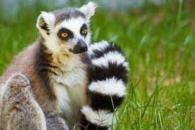 Эти животные — эндемики Мадагаскара, они живут только на этом острове.