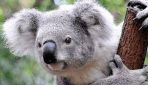 Этот сумчатый зверёк живет в Австралии. У него, как и у людей, есть папиллярный узор на подушечках пальцев.