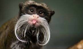 Свое название эта обезьяна получила за пышные белые «усы», делающие ее похожей на кайзера Вильгельма II.