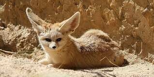   У этой пустынной африканской лисички просто громадные уши, не находите?