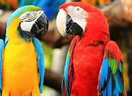 Эти попугаи широко распространены в Центральной и Южной Америке.