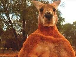 Это животное — австралийский эндемик. В не диком виде его сородичи живут только в Австралии.