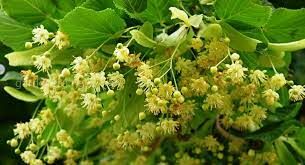 Настой из цветов этого растения традиционно используется как жаропонижающее при простудных заболеваниях.