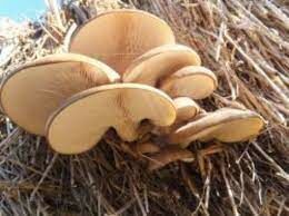   Существуют ли в природе хищные грибы?