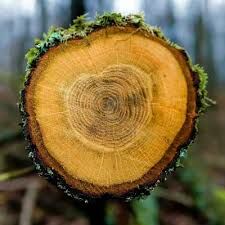 Как можно определить возраст дерева?