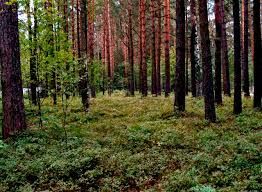  В лесу можно встретить разнообразные однолетние и многолетние травы. Знаете ли вы, какой тип соцветия имеет дудник обыкновенный?