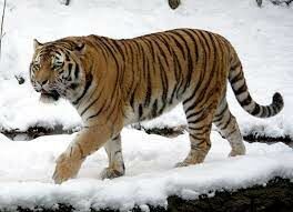В чём отличие между амурским и уссурийским тиграми?