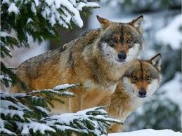  Серые волки являются типичным представителями лесной фауны. Выберете правильное утверждение об их образе жизни.