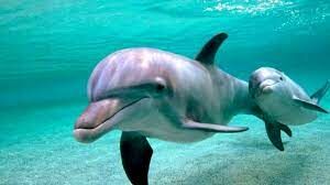 Какое максимальное количество зубов может быть у некоторых видов дельфинов?