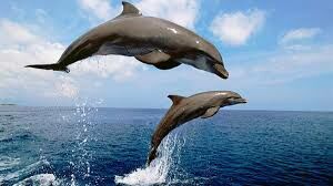 Какой звук используют дельфины для общения между собой?