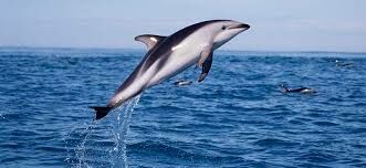 С какой максимальной скоростью может плыть дельфин?