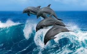   Средняя продолжительность жизни дельфинов?