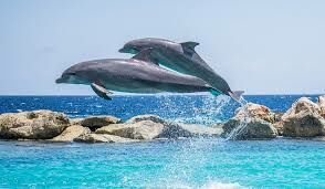 Как появляются на свет дельфины?