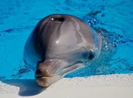 Чем кормят своих детенышей дельфины?