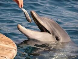  В какой стране за убийство дельфина приговаривали к смерти?
