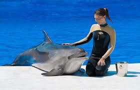  В какой воде могут жить дельфины?