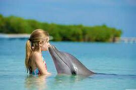 Тест для любителей живой природы: что вы знаете о дельфинах и шиншиллах?