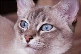 У какой породы кошек бывает окрас Сил-Табби-Пойнт?