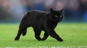 В какой стране чёрная кошка считается животным, приносящим удачу?