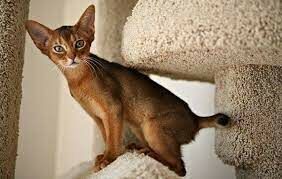 Как сегодня называется страна, в честь которой получила свое название порода Абиссинская кошка?
