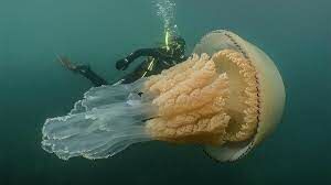 Итак, медузы...На сколько процентов они состоят из воды?