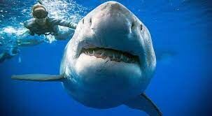 Какой из видов акул считается самым крупным?