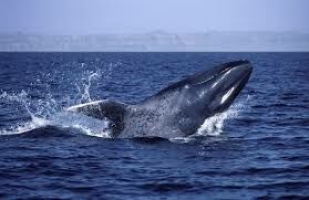 Каким маленьким морским обитателем питаются киты?