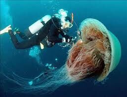 Где обитает самая крупная медуза в мире?