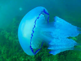   Чем дышит медуза?