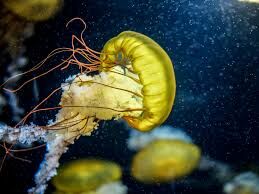В какой воде водятся медузы?