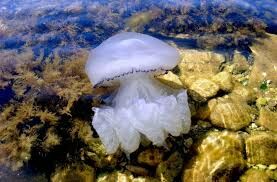 Где на теле у медузы находится рот?