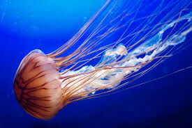   В какой стране начали производить медуз-роботов?